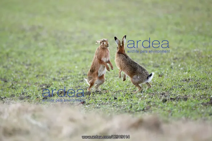 : Brown Hares - Boxing : Brown Hares - Boxing