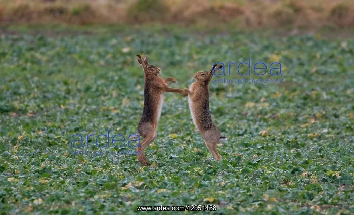 : Brown Hares boxing : Brown Hares boxing