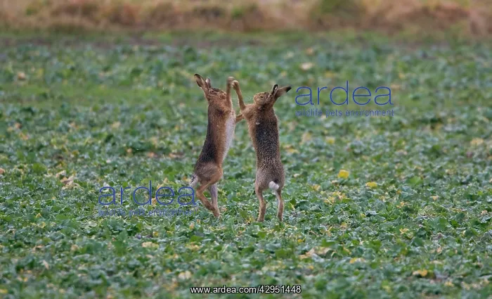 : Brown Hares boxing : Brown Hares boxing