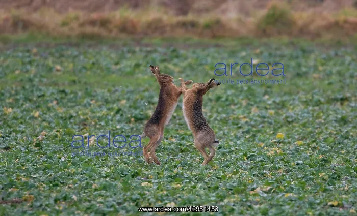 : Brown Hares boxing : Brown Hares boxing