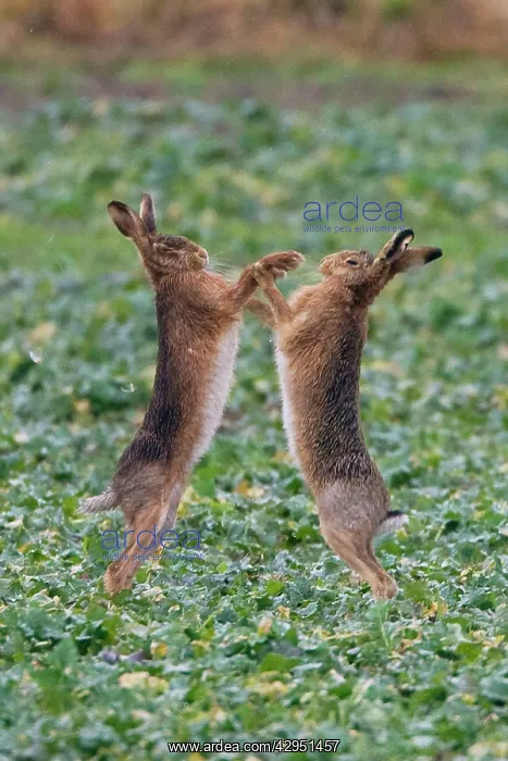 : Brown Hares - two boxing : Brown Hares - two boxing