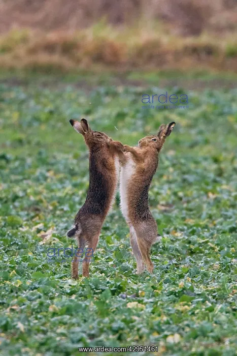 : Brown Hares - two boxing : Brown Hares - two boxing