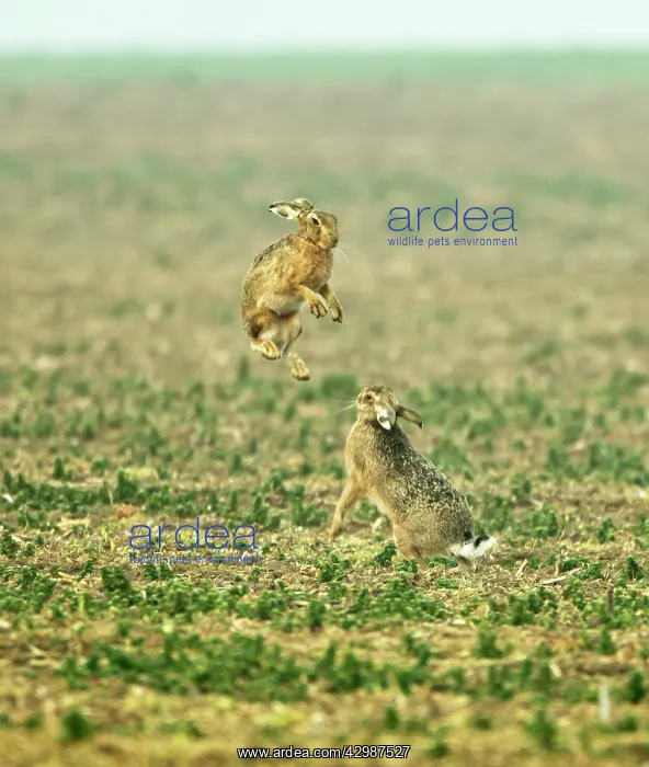 : Brown Hares - boxing in early morning mist - March : Brown Hares - boxing in early morning mist - March