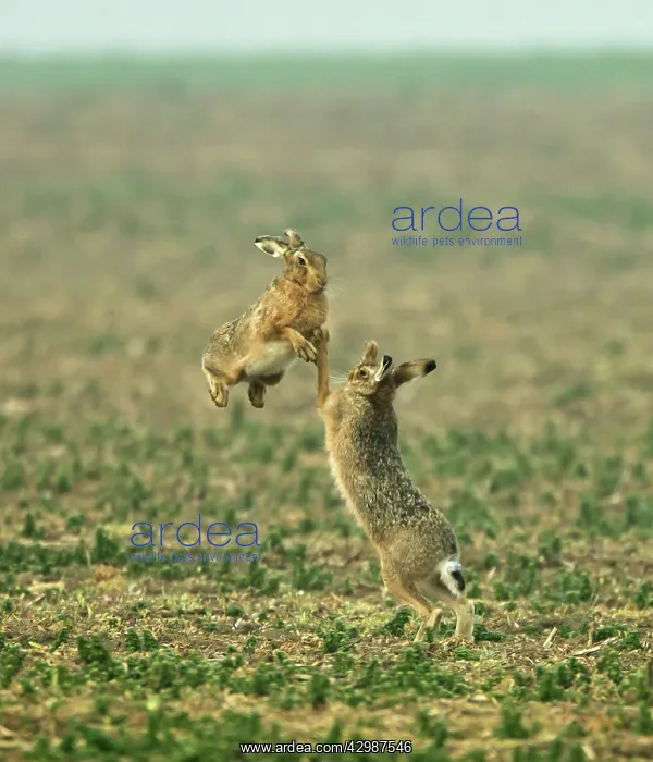 : Brown Hares - boxing in early morning mist - March : Brown Hares - boxing in early morning mist - March