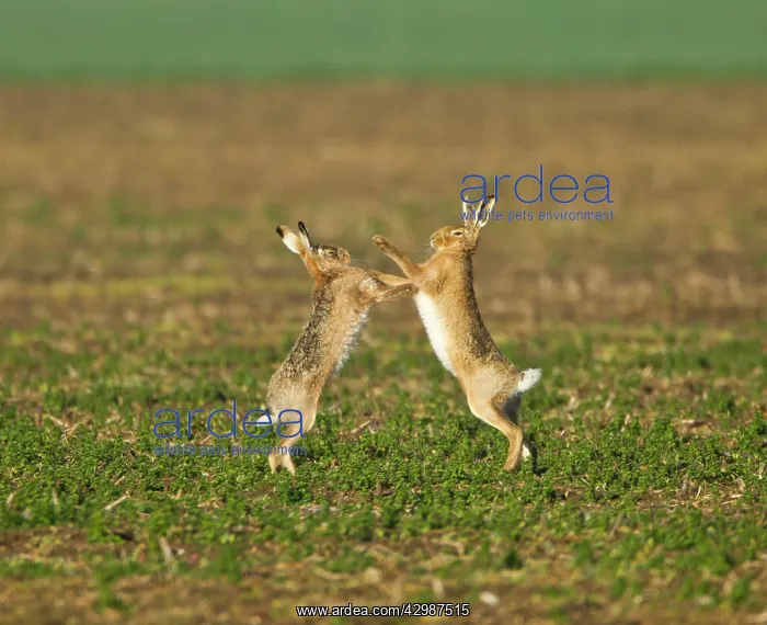: Brown Hares - boxing in early morning sunshine - March : Brown Hares - boxing in early morning sunshine - March