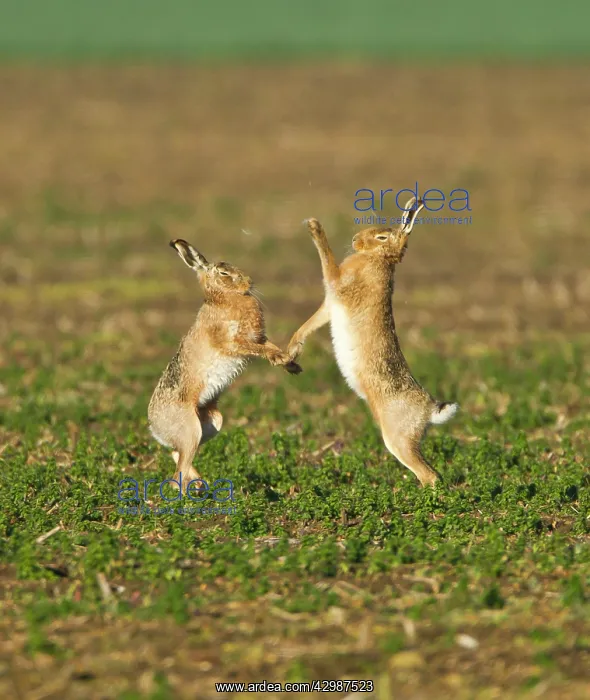: Brown Hares - boxing in early morning sunshine - March : Brown Hares - boxing in early morning sunshine - March
