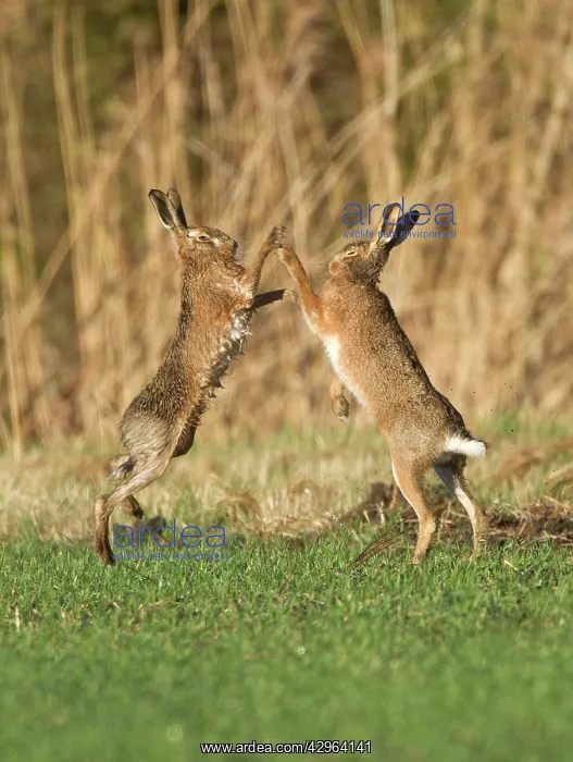 : Brown Hares - boxing in field : Brown Hares - boxing in field