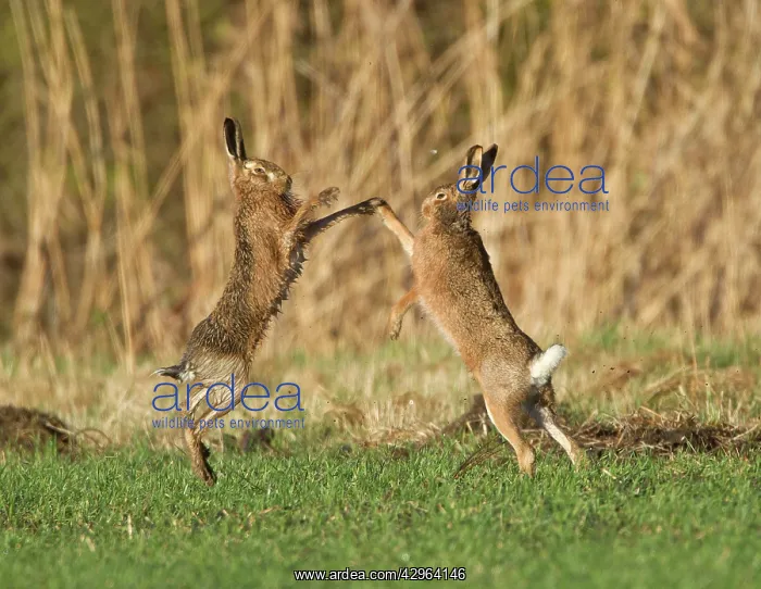  : Brown Hares - boxing in field