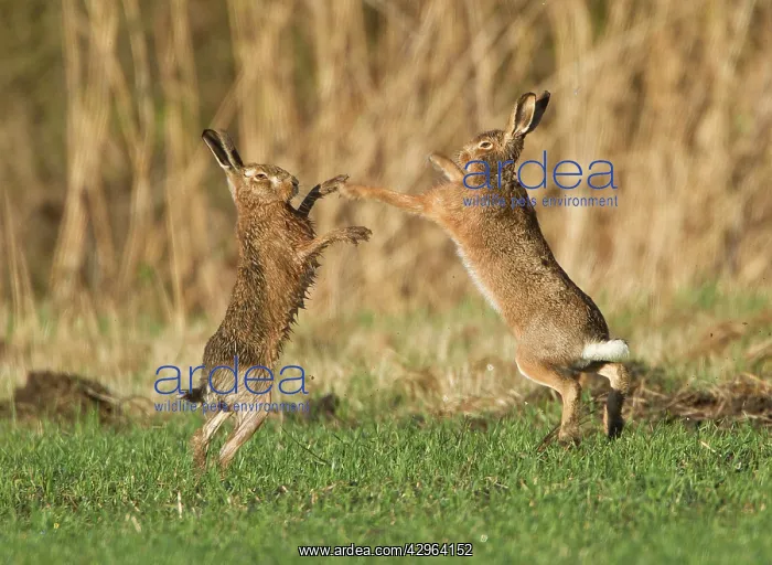 : Brown Hares - boxing in field : Brown Hares - boxing in field