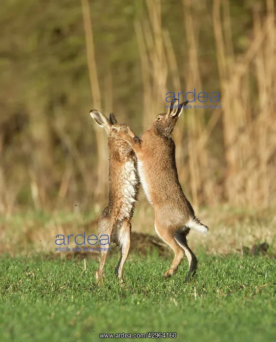 : Brown Hares - boxing in field : Brown Hares - boxing in field