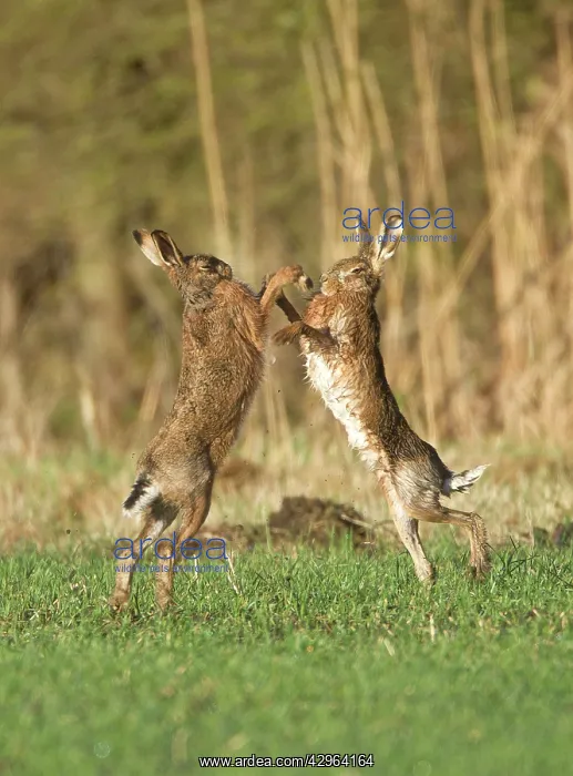 : Brown Hares - boxing in field : Brown Hares - boxing in field