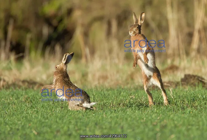 : Brown Hares - boxing in field : Brown Hares - boxing in field