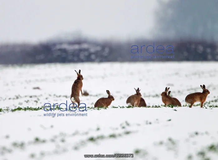  : Brown Hares - gather together in snow covered fields