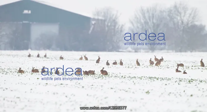 : Brown Hares - gather together in snow covered fields : Brown Hares - gather together in snow covered fields
