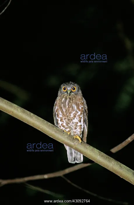 : Brown Hawk Owl : Brown Hawk Owl