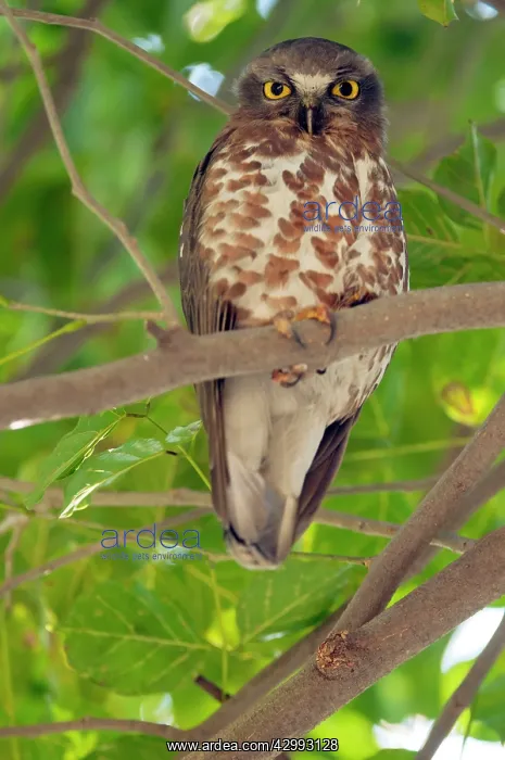 : Brown hawk owl - roosting in tree : Brown hawk owl - roosting in tree