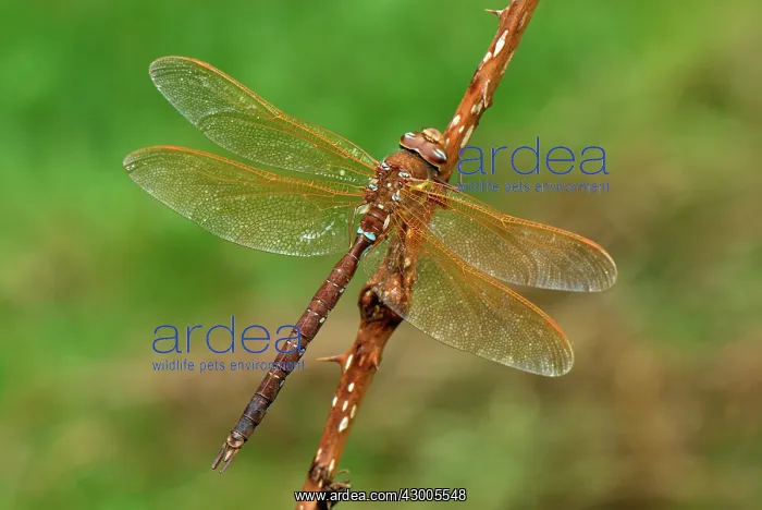  : Brown Hawker