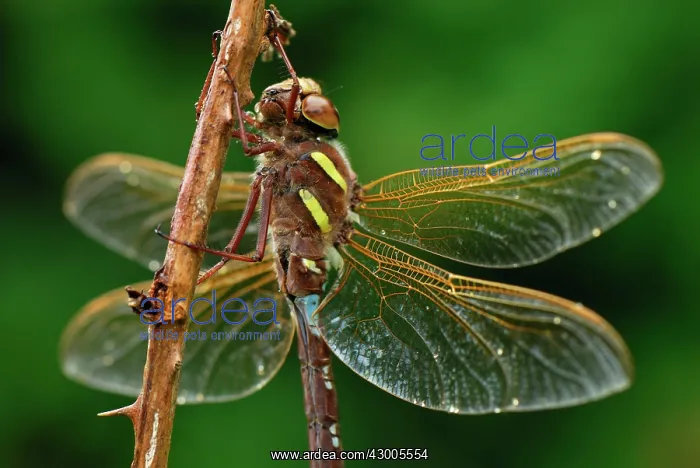  : Brown Hawker