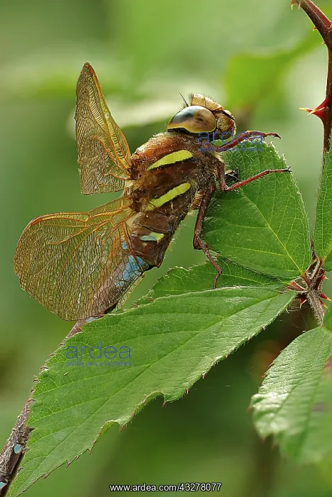 : Brown Hawker (Aeshna grandis) on blackberry lea : Brown Hawker (Aeshna grandis) on blackberry lea