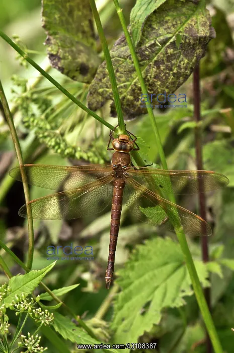 : Brown hawker (Aeshna grandis) resting. Kv nrkeby : Brown hawker (Aeshna grandis) resting. Kv nrkeby