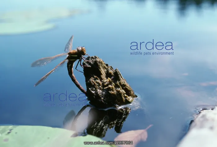 : Brown Hawker Dragonfly - female : Brown Hawker Dragonfly - female