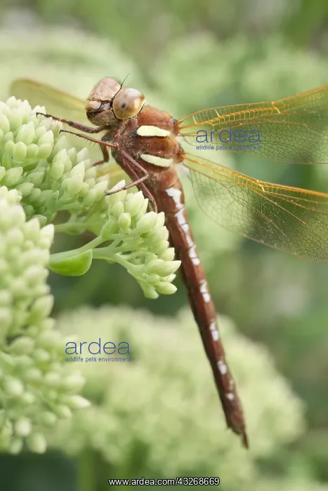 : Brown Hawker Dragonfly at rest on Sedum buds - Norfolk : Brown Hawker Dragonfly at rest on Sedum buds - Norfolk