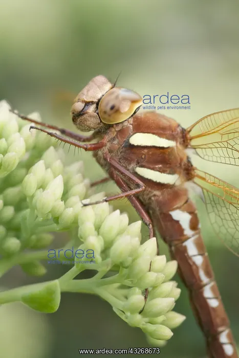 : Brown Hawker Dragonfly at rest on Sedum buds - Norfolk : Brown Hawker Dragonfly at rest on Sedum buds - Norfolk