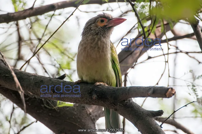  : Brown-headed barbet - sitting on branch