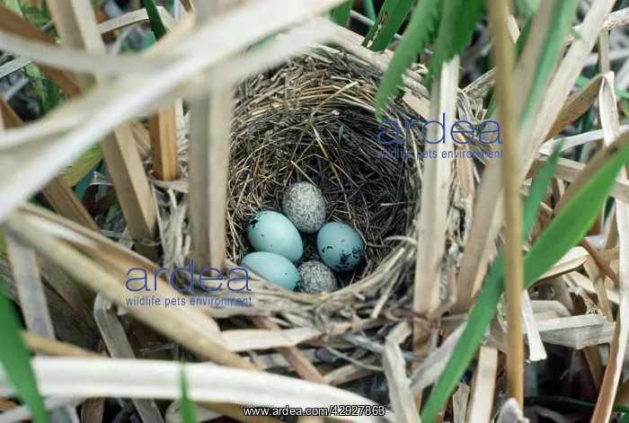 : Brown-headed Cowbird - 2 eggs in Red-winged Blackbird's nest : Brown-headed Cowbird - 2 eggs in Red-winged Blackbird's nest