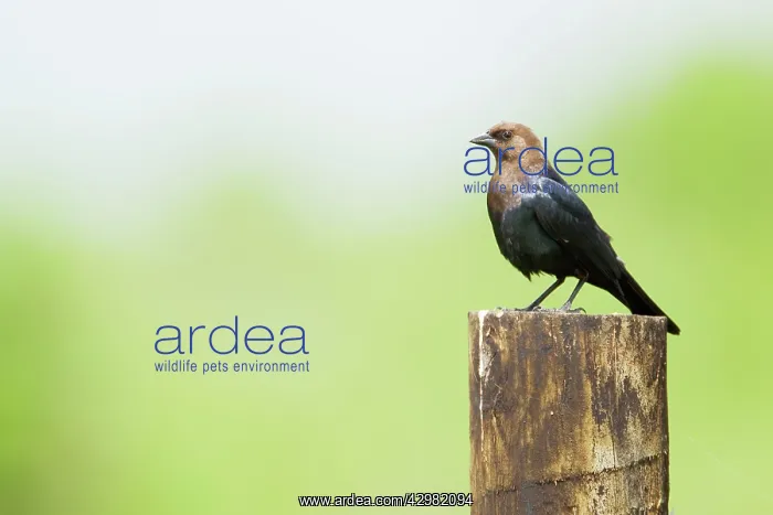 : Brown-headed Cowbird : Brown-headed Cowbird