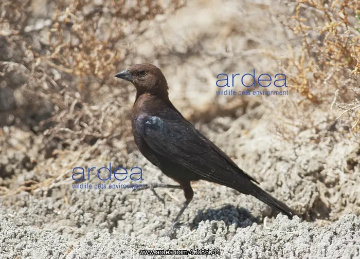: Brown-headed Cowbird : Brown-headed Cowbird