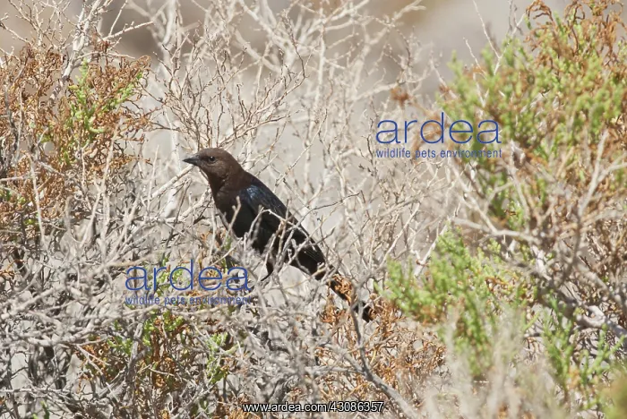 : Brown-headed cowbird : Brown-headed cowbird