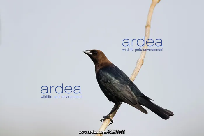 : Brown-headed Cowbird : Brown-headed Cowbird