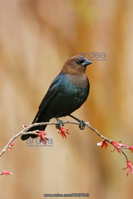 : Brown-headed Cowbird : Brown-headed Cowbird