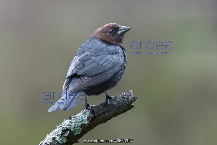 : Brown-headed cowbird : Brown-headed cowbird
