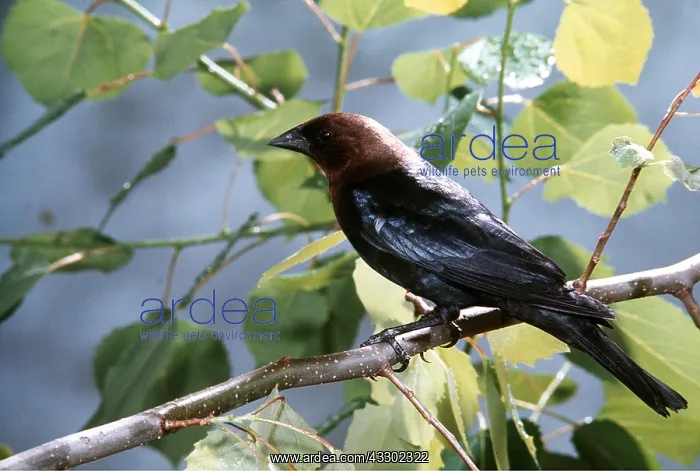  : BROWN-HEADED COWBIRD - on branch