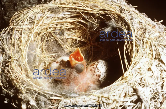 : BROWN-HEADED COWBIRD - chick in Western Wood Pewee : BROWN-HEADED COWBIRD - chick in Western Wood Pewee