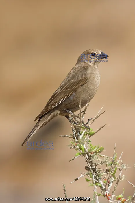 : Brown-headed Cowbird - female : Brown-headed Cowbird - female
