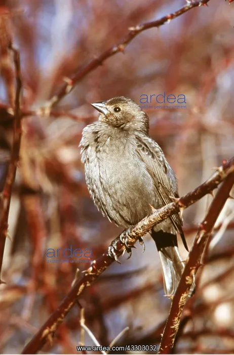 : Brown Headed COWBIRD - female, on branch : Brown Headed COWBIRD - female, on branch