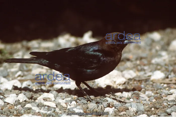 : Brown Headed Cowbird - sideview : Brown Headed Cowbird - sideview