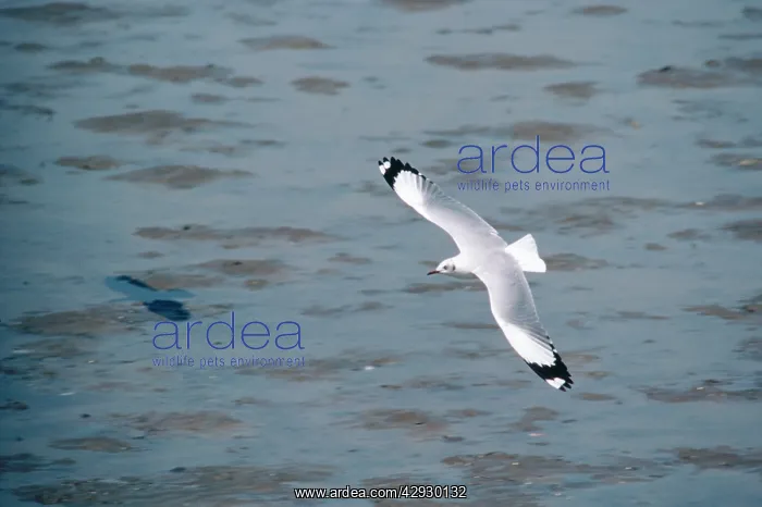 : Brown-headed Gull - adult in winter : Brown-headed Gull - adult in winter