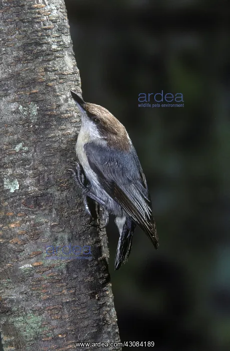 : Brown-Headed Nuthatch : Brown-Headed Nuthatch
