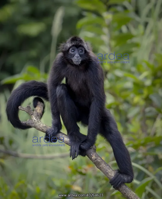 : Brown-headed Spider Monkey (Ateles fusciceps), Panama : Brown-headed Spider Monkey (Ateles fusciceps), Panama