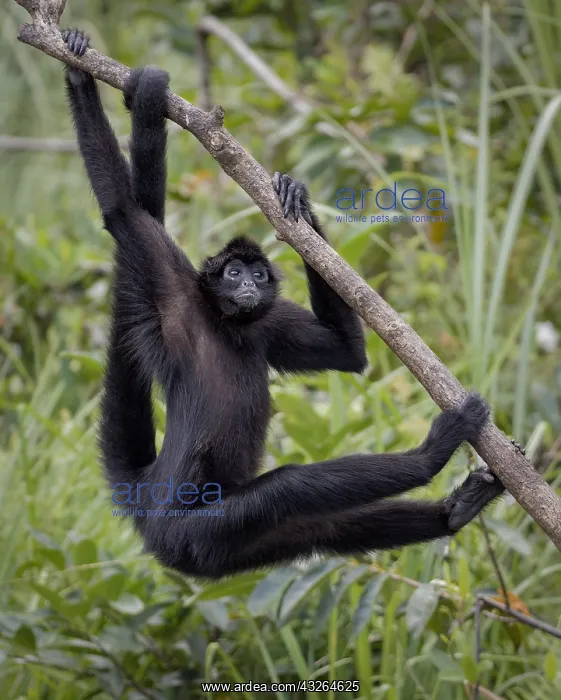 : Brown-headed Spider Monkey (Ateles fusciceps), Panama : Brown-headed Spider Monkey (Ateles fusciceps), Panama
