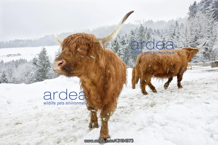 : Brown Highland Cattle in a snowstorm, North Tyrol : Brown Highland Cattle in a snowstorm, North Tyrol