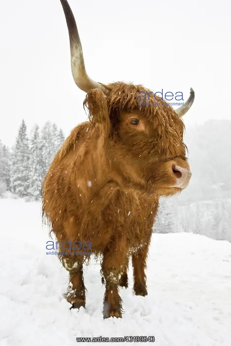 : Brown Highland Cattle in a snowstorm, North Tyrol : Brown Highland Cattle in a snowstorm, North Tyrol