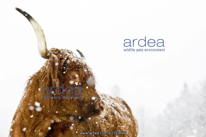 : Brown Highland Cattle in a snowstorm, portrait : Brown Highland Cattle in a snowstorm, portrait