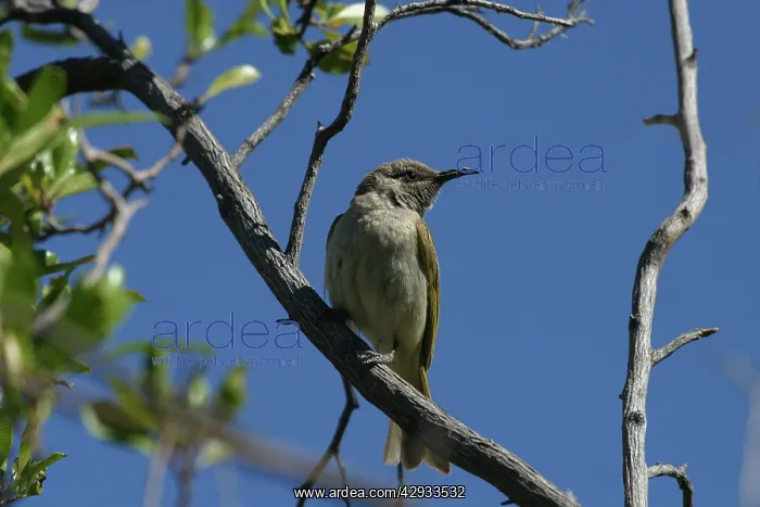 : Brown Honeyeater : Brown Honeyeater