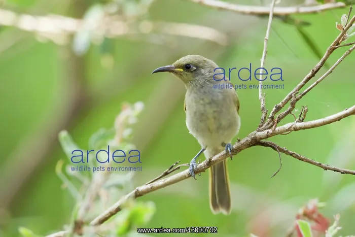 : Brown Honeyeater : Brown Honeyeater