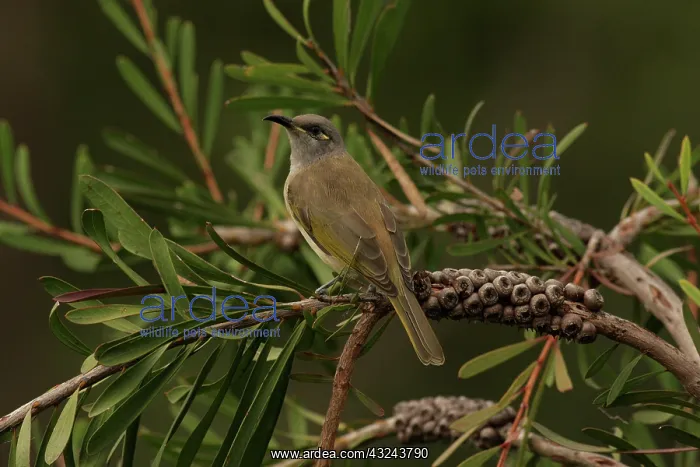 : Brown Honeyeater : Brown Honeyeater